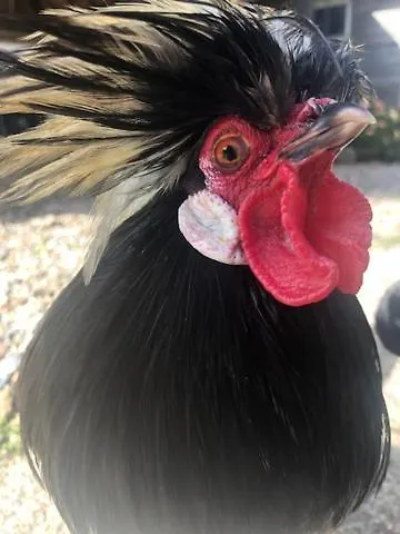 De Beijersche Stee , Logies In De Wagenschuur Σπίτι διακοπών